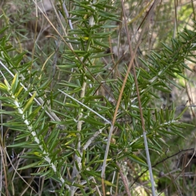 Grevillea sp. (Grevillea) at Jerrabomberra, NSW - 10 Sep 2022 by SteveBorkowskis