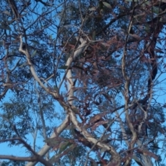 Eucalyptus mannifera subsp. mannifera at Bungendore, NSW - 11 Sep 2022 05:24 PM