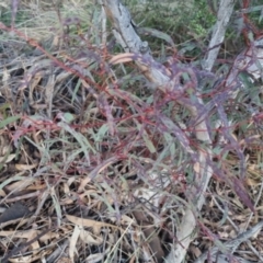 Eucalyptus mannifera subsp. mannifera at Bungendore, NSW - 11 Sep 2022 05:24 PM