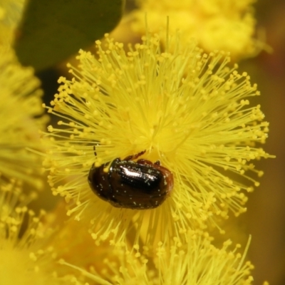 Ditropidus sp. (genus) (Leaf beetle) at Acton, ACT - 11 Sep 2022 by TimL