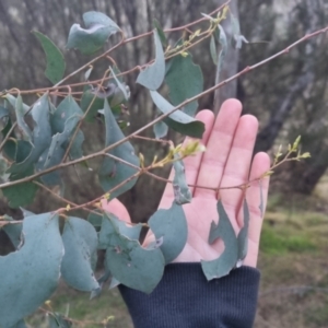 Eucalyptus dives at Bungendore, NSW - 11 Sep 2022