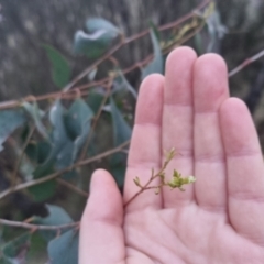 Eucalyptus dives at Bungendore, NSW - 11 Sep 2022