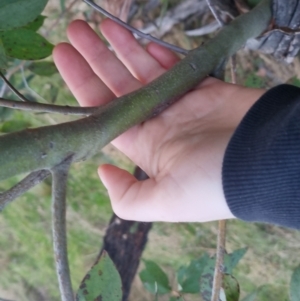 Eucalyptus dives at Bungendore, NSW - 11 Sep 2022