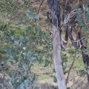 Eucalyptus dives at Bungendore, NSW - 11 Sep 2022