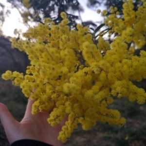 Acacia dealbata at Bungendore, NSW - 11 Sep 2022