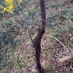 Acacia dealbata at Bungendore, NSW - 11 Sep 2022 05:46 PM