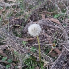 Taraxacum sp. (Dandelion) at Bungendore, NSW - 11 Sep 2022 by clarehoneydove