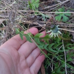 Taraxacum sp. at Bungendore, NSW - 11 Sep 2022