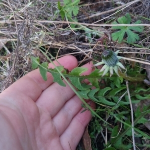 Taraxacum sp. at Bungendore, NSW - 11 Sep 2022