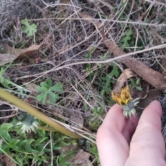 Taraxacum sp. at Bungendore, NSW - 11 Sep 2022