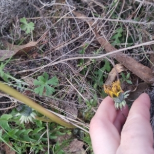 Taraxacum sp. at Bungendore, NSW - 11 Sep 2022