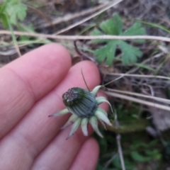 Taraxacum sp. at Bungendore, NSW - 11 Sep 2022 05:44 PM