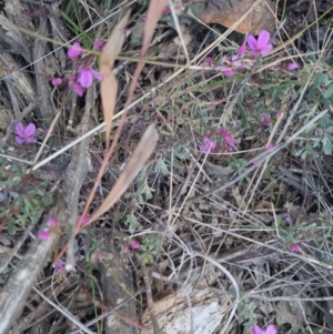 Tetratheca bauerifolia at Bungendore, NSW - 11 Sep 2022