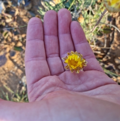 Leucochrysum albicans (Hoary Sunray) at Bungendore, NSW - 11 Sep 2022 by clarehoneydove