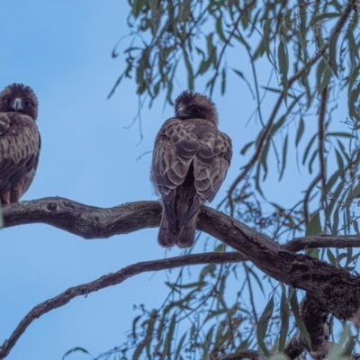 Hieraaetus morphnoides (Little Eagle) at Acton, ACT - 12 Sep 2022 by MattM