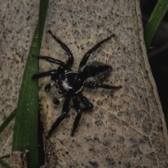 Jotus sp. (genus) (Unidentified Jotus Jumping Spider) at Mulligans Flat - 31 Aug 2022 by amiessmacro