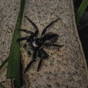 Jotus sp. (genus) at Forde, ACT - 31 Aug 2022 02:20 PM