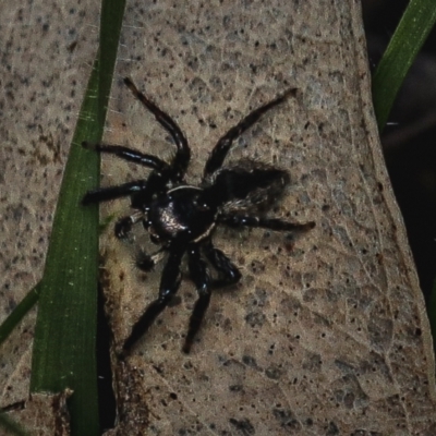 Jotus sp. (genus) (Unidentified Jotus Jumping Spider) at Forde, ACT - 31 Aug 2022 by amiessmacro