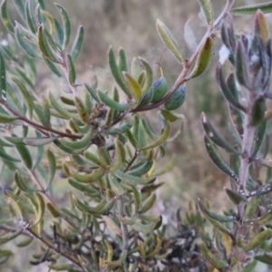 Persoonia rigida at Bungendore, NSW - 11 Sep 2022 05:40 PM