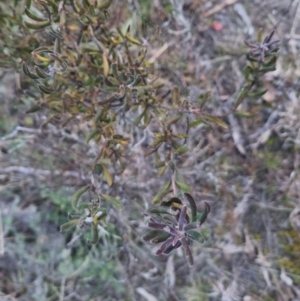 Persoonia rigida at Bungendore, NSW - 11 Sep 2022