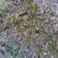 Persoonia rigida at Bungendore, NSW - 11 Sep 2022 05:40 PM