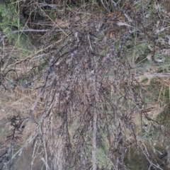 Persoonia rigida at Bungendore, NSW - 11 Sep 2022 05:40 PM