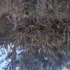 Persoonia rigida at Bungendore, NSW - 11 Sep 2022