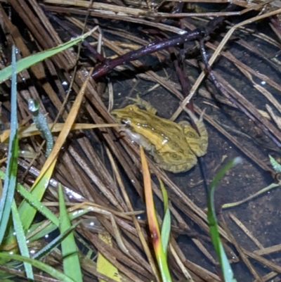 Crinia signifera (Common Eastern Froglet) at Baranduda, VIC - 12 Sep 2022 by ChrisAllen