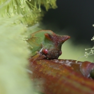 Sextius virescens at Acton, ACT - 11 Sep 2022