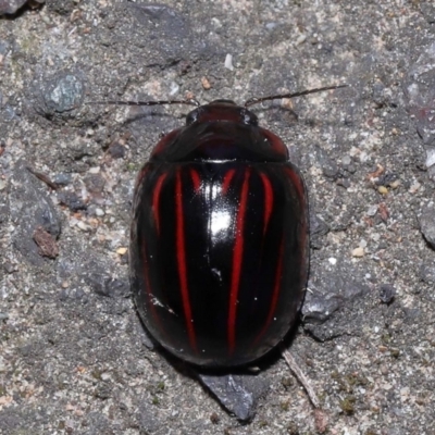 Paropsisterna nigerrima (Leaf beetle, Button beetle) at Acton, ACT - 11 Sep 2022 by TimL