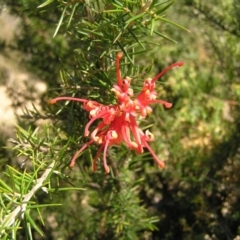 Grevillea juniperina subsp. fortis (Grevillea) at Greenway, ACT - 11 Sep 2022 by MatthewFrawley