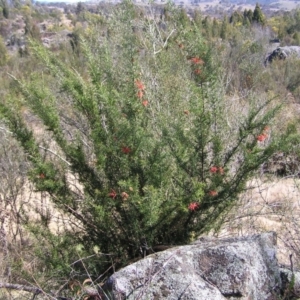 Grevillea juniperina subsp. fortis at Greenway, ACT - 11 Sep 2022