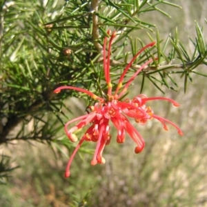 Grevillea juniperina subsp. fortis at Greenway, ACT - 11 Sep 2022 01:05 PM