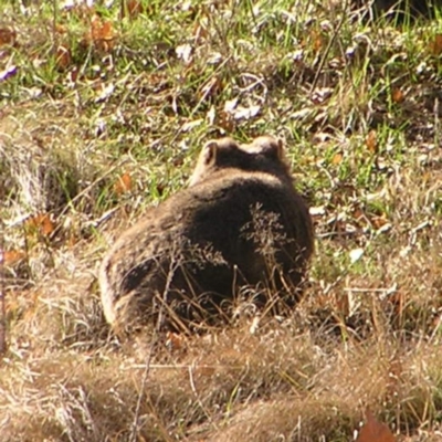 Vombatus ursinus (Common wombat, Bare-nosed Wombat) at Pine Island to Point Hut - 11 Sep 2022 by MatthewFrawley