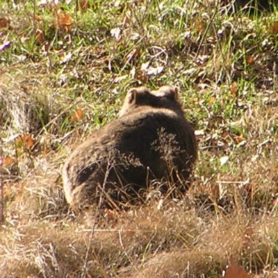 Vombatus ursinus (Common wombat, Bare-nosed Wombat) at Greenway, ACT - 11 Sep 2022 by MatthewFrawley