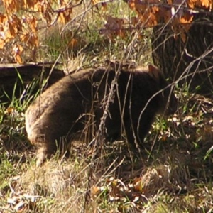 Vombatus ursinus at Greenway, ACT - 11 Sep 2022 03:24 PM