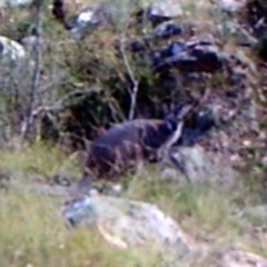 Notamacropus rufogriseus (Red-necked Wallaby) at Mount Taylor - 3 Apr 2022 by MountTaylorParkcareGroup