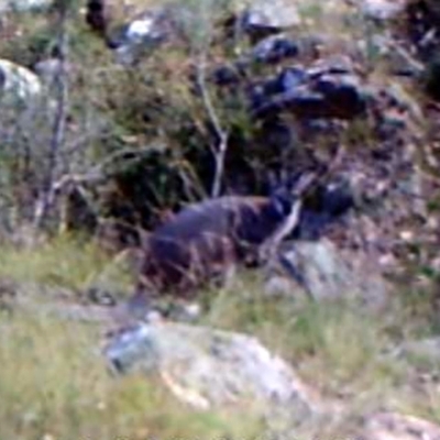 Notamacropus rufogriseus (Red-necked Wallaby) at Mount Taylor - 3 Apr 2022 by MountTaylorParkcareGroup