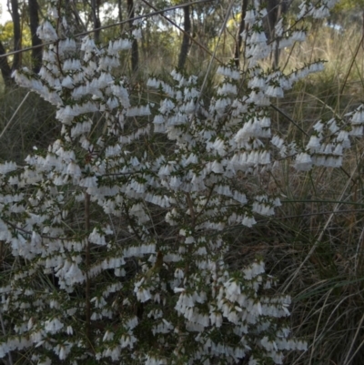 Leucopogon fletcheri subsp. brevisepalus (Twin Flower Beard-Heath) at Queanbeyan West, NSW - 2 Sep 2022 by Paul4K