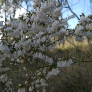 Leucopogon fletcheri subsp. brevisepalus at Queanbeyan West, NSW - 3 Sep 2022