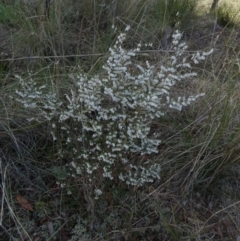 Styphelia fletcheri subsp. brevisepala at Queanbeyan West, NSW - 3 Sep 2022 08:27 AM