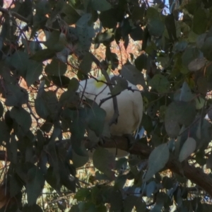 Cacatua galerita at Queanbeyan West, NSW - 11 Sep 2022 08:10 AM