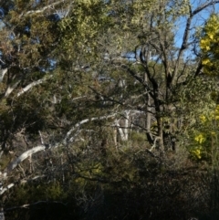 Acacia melanoxylon (Blackwood) at Boro - 11 Sep 2022 by Paul4K