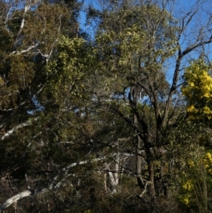 Acacia melanoxylon at Borough, NSW - 11 Sep 2022