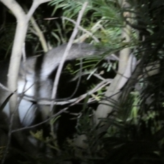 Pseudocheirus peregrinus (Common Ringtail Possum) at Boro - 11 Sep 2022 by Paul4K