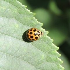 Harmonia conformis (Common Spotted Ladybird) at Conder, ACT - 20 Dec 2016 by michaelb