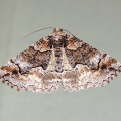 Gastrina cristaria (Wave-lined Geometrid) at Conder, ACT - 2 Oct 2018 by michaelb