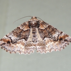 Gastrina cristaria at Conder, ACT - 2 Oct 2018 09:53 PM