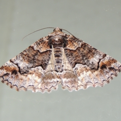 Gastrina cristaria (Wave-lined Geometrid) at Conder, ACT - 2 Oct 2018 by michaelb