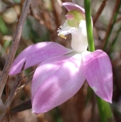 Caladenia catenata (White Fingers) at Hyams Beach, NSW - 7 Sep 2022 by AnneG1